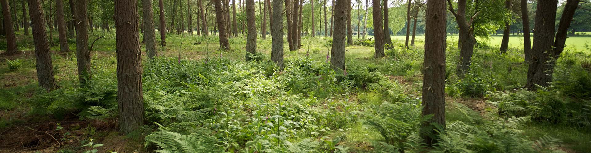 Natuurbegraven - Monuta begraven in de natuur